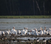 MNRiverPelicans 2014 09 046